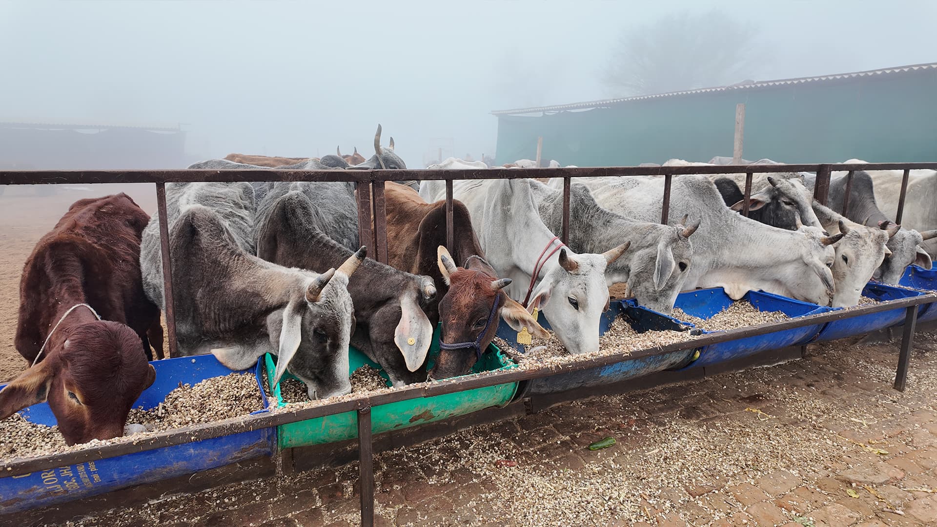 Happy Gau Mata