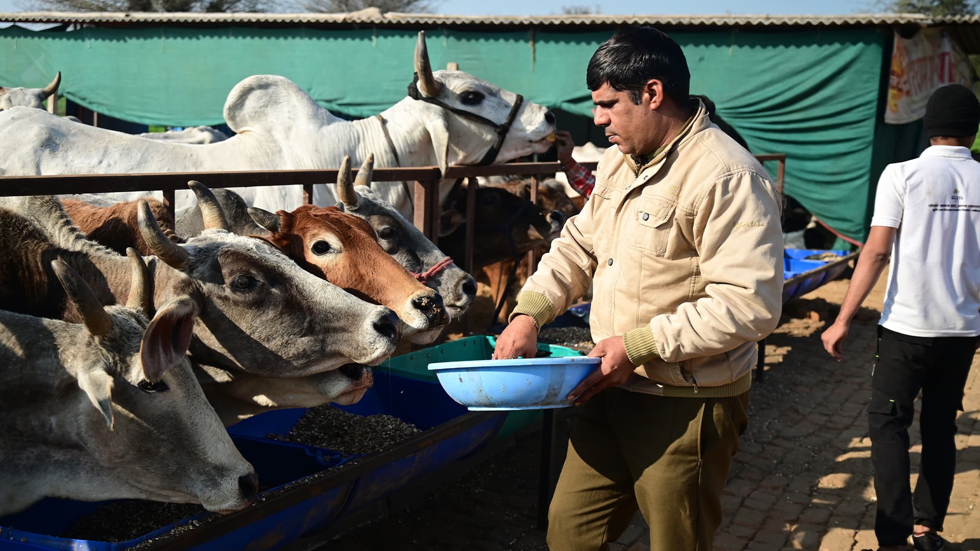 Happy Gau Mata