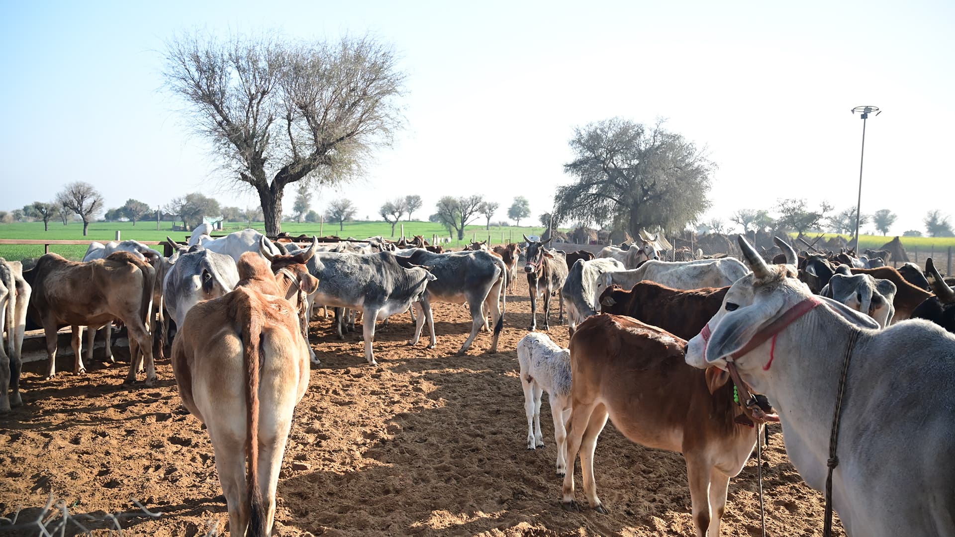 Happy Gau Mata