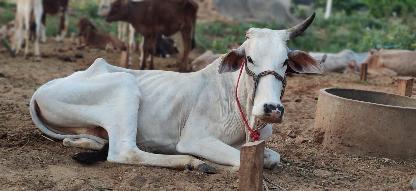 Happy Gau Mata