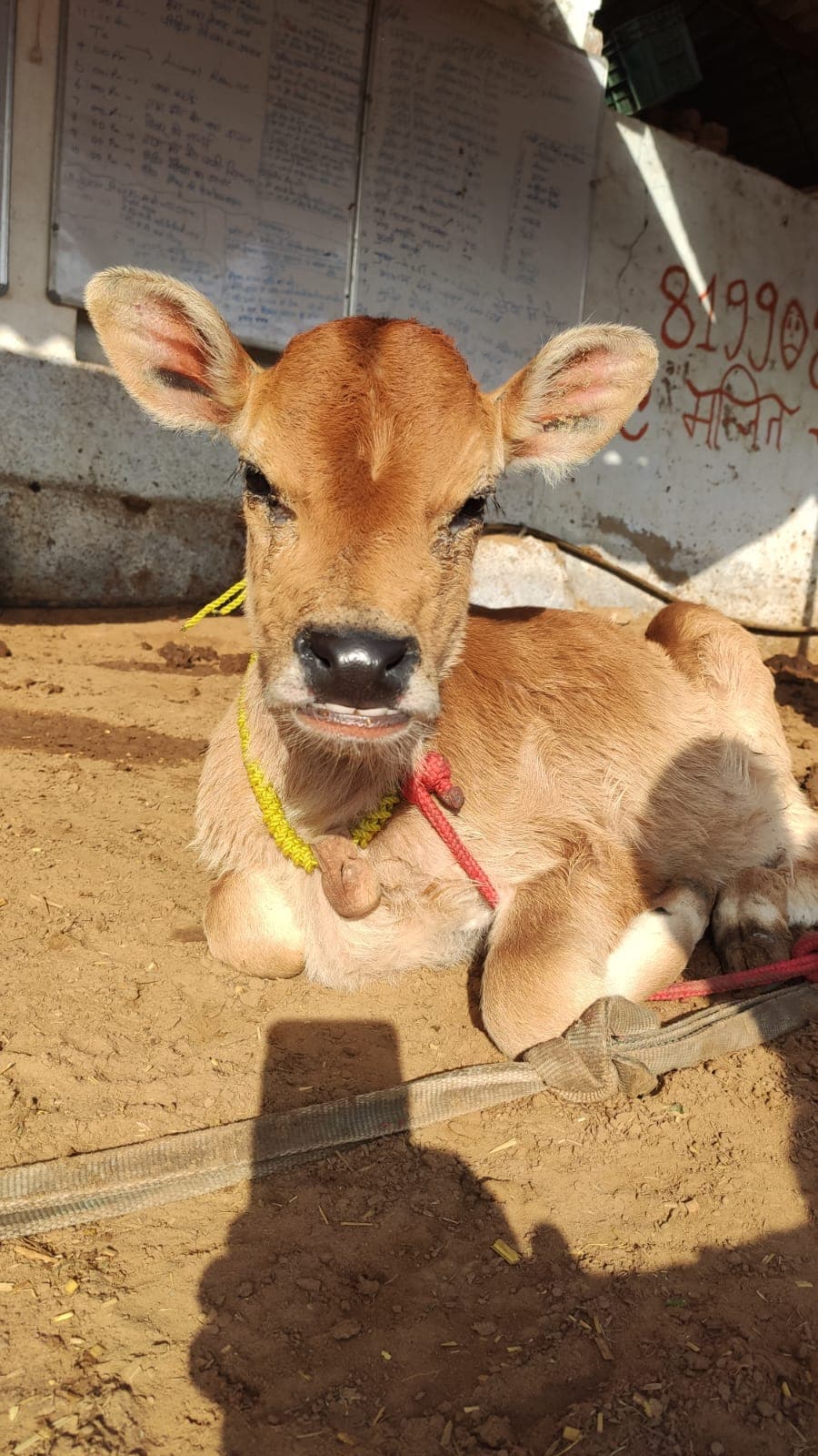Happy Gau Mata