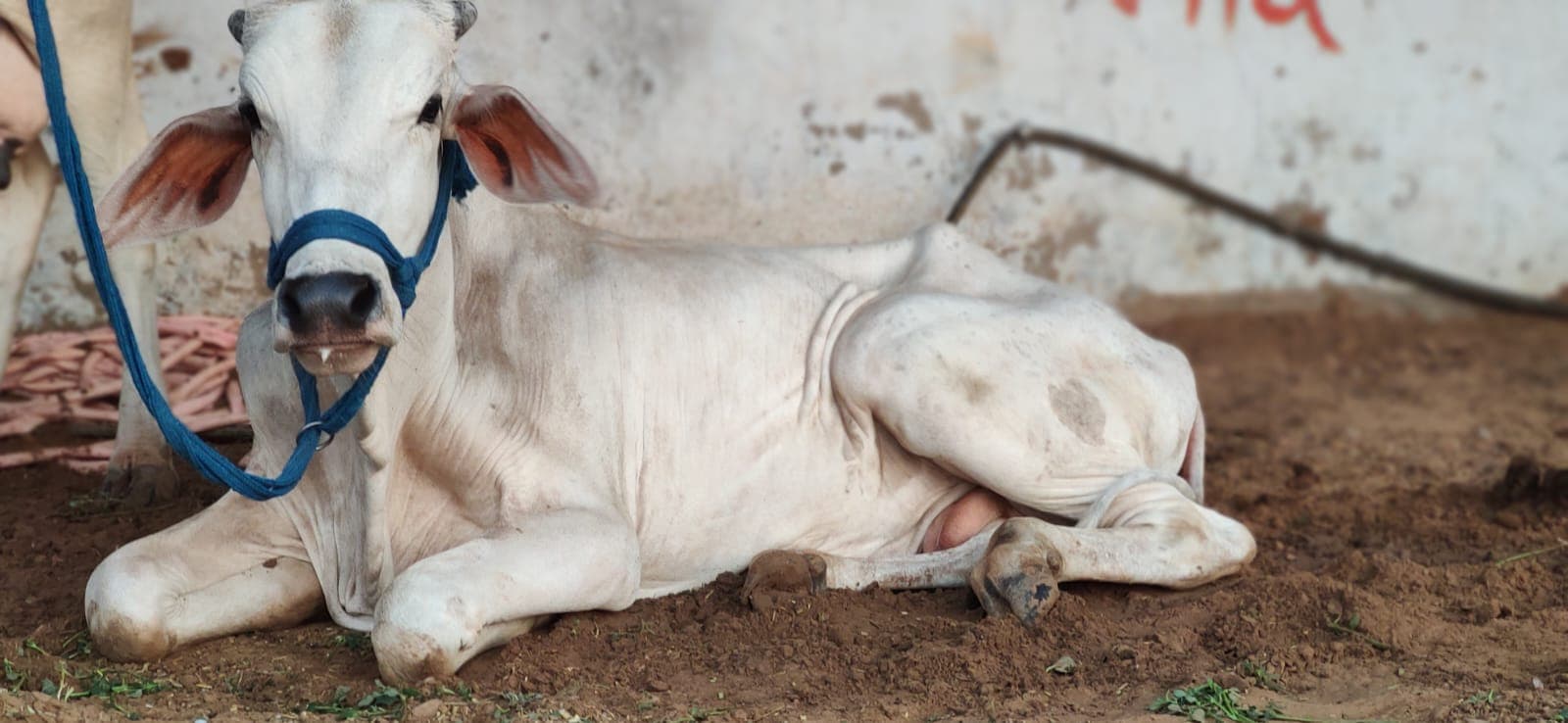 Happy Gau Mata