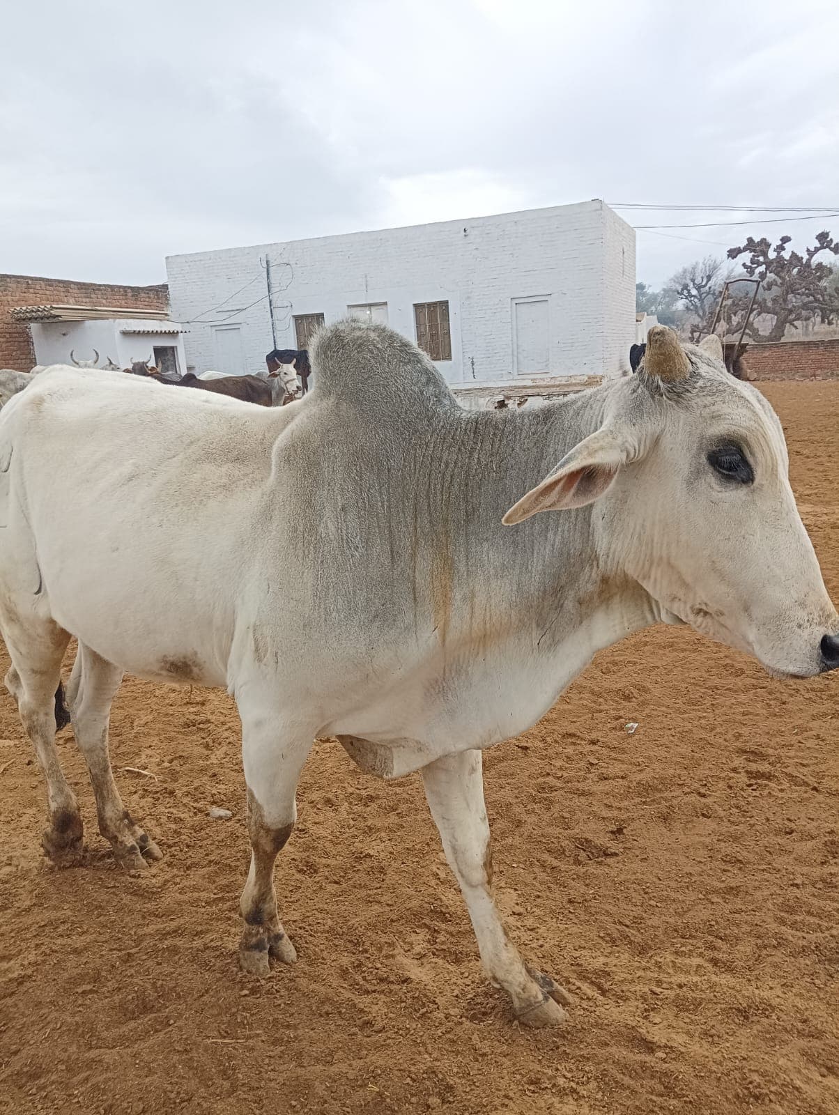Happy Gau Mata