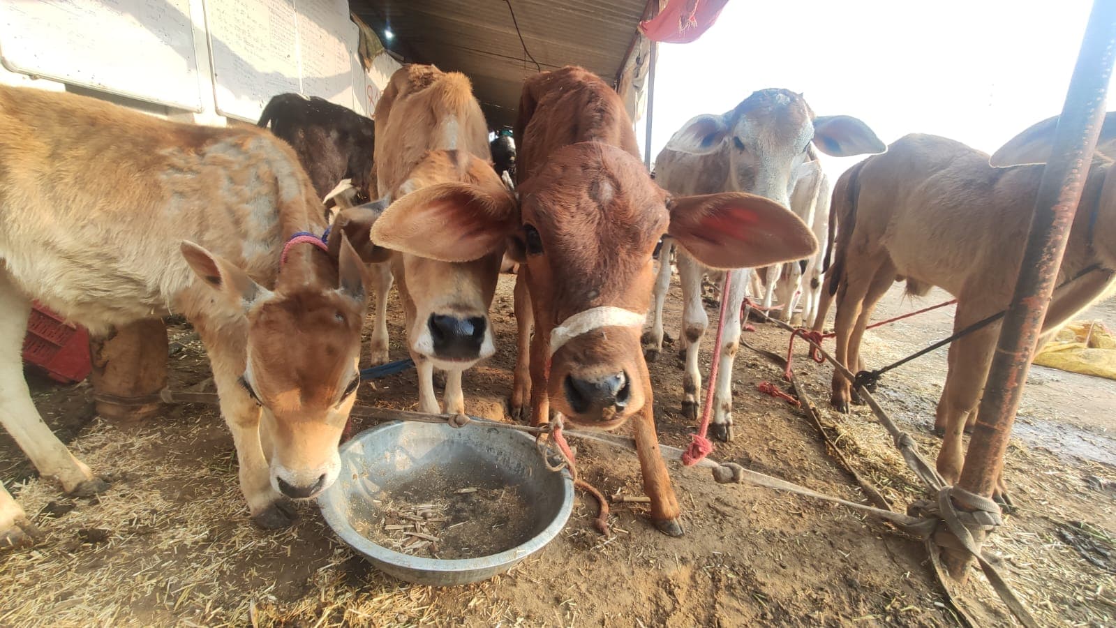 Happy Gau Mata