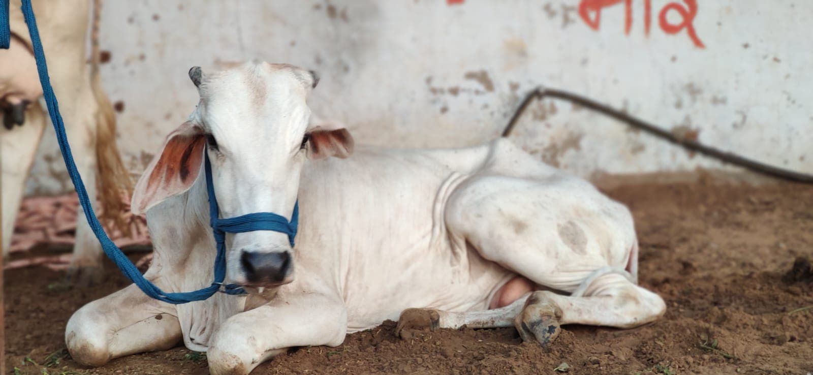 Happy Gau Mata