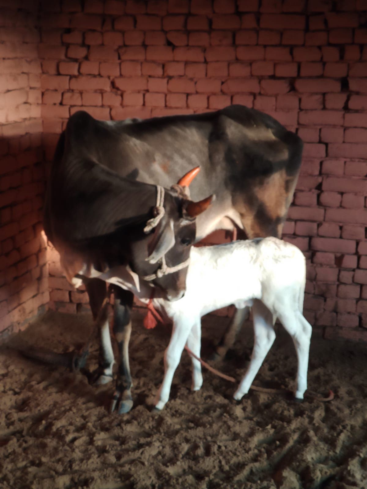 Happy Gau Mata