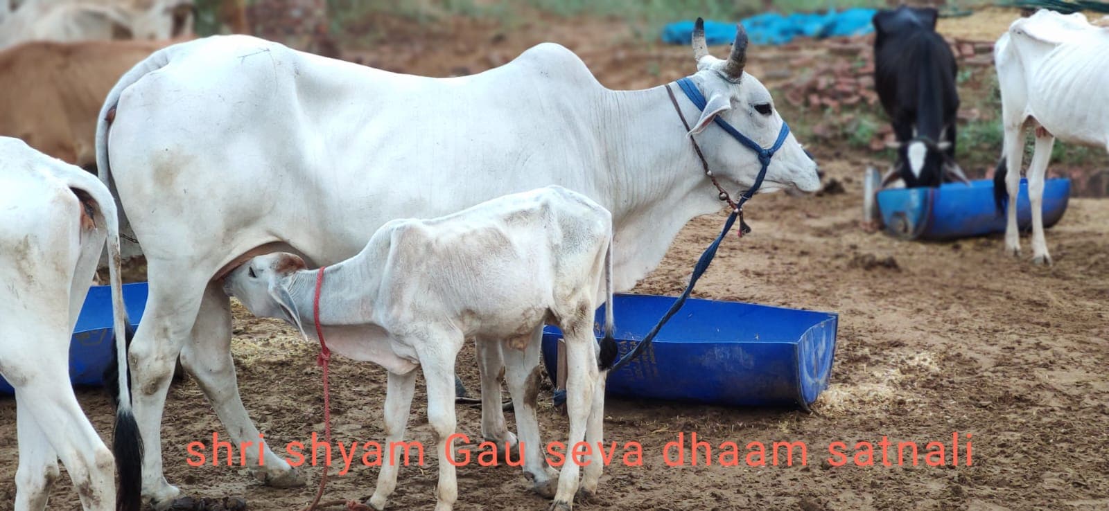 Shri Shyam Gauseva Dham